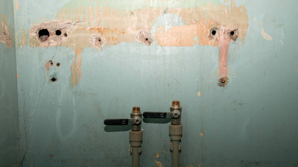 Best Professional water damage repair  in Dayton, VA