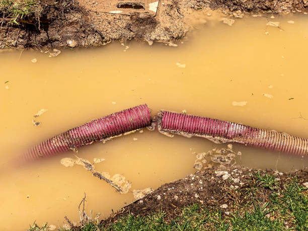 Best Basement water damage restoration  in Dayton, VA